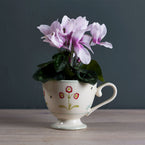 Rose Auricula Large Mug