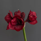 Large Deep Red Amarylis - Single Stem