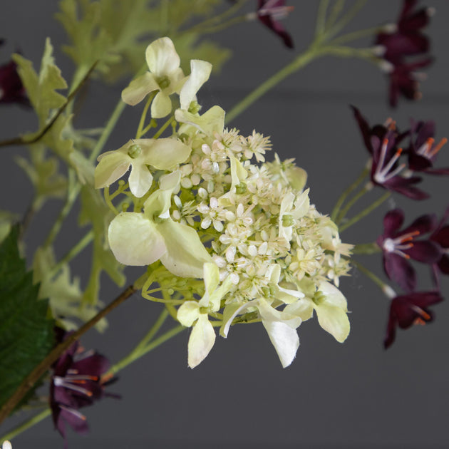 Pelargoniums & Hydrangeas  FB38