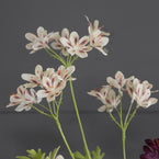 Pelargoniums & Hydrangeas  FB38