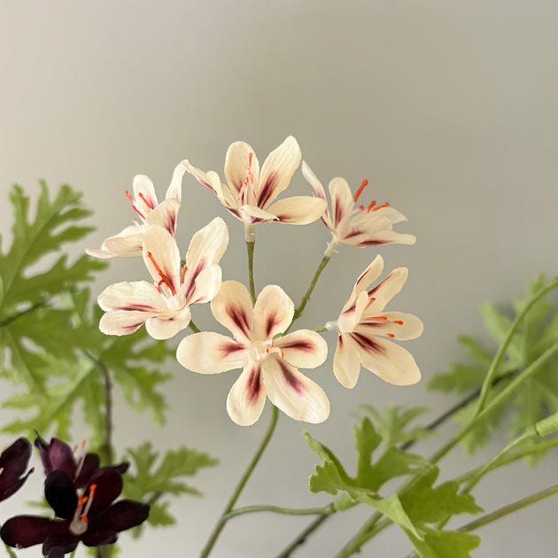 Pelargoniums & Hydrangeas  FB38