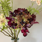 Pelargoniums & Hydrangeas  FB38