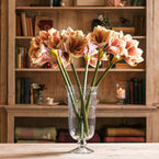 Large Stripe Amarylis - Single Stem