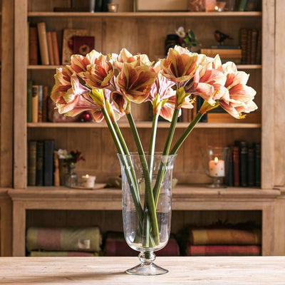 Large Stripe Amarylis - Single Stem