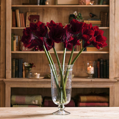 Large Deep Red Amarylis - Single Stem