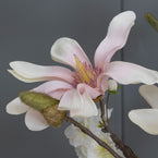 Magnolia & Blossom Bunch FB24