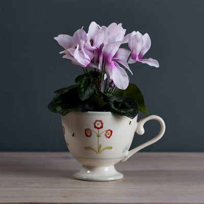 Pink Cyclamen
