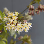 Spring Bunch of Blossom & Fritillaries - FB27