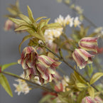 Spring Bunch of Queen Anne's Lace, Blossom & Frittilaries FB28