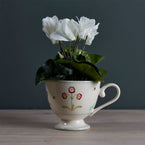 White Cyclamen