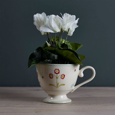 White Cyclamen