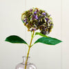 Green/Magenta Hydrangea - Single Stem