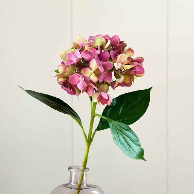 Green/Magenta Hydrangea - Single Stem