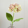 Green/Magenta Hydrangea - Single Stem