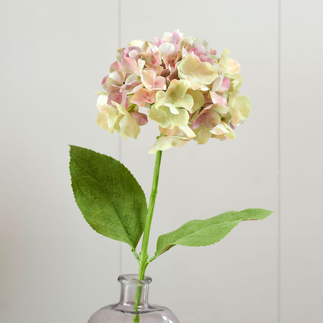Green/Magenta Hydrangea - Single Stem
