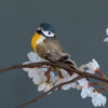 Garden Bird on a Clip