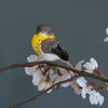 Garden Bird on a Clip