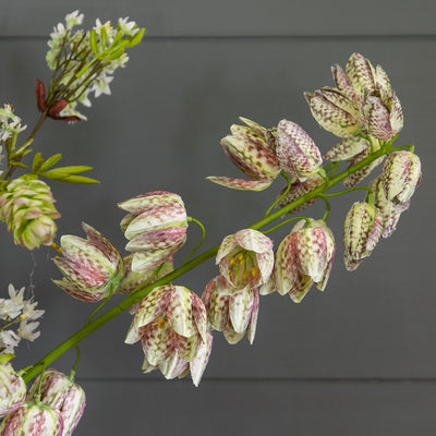 Fritillaria &amp; Blossom Bunch