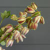 Fritillaria & Blossom Bunch