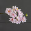 Cherry Blossom