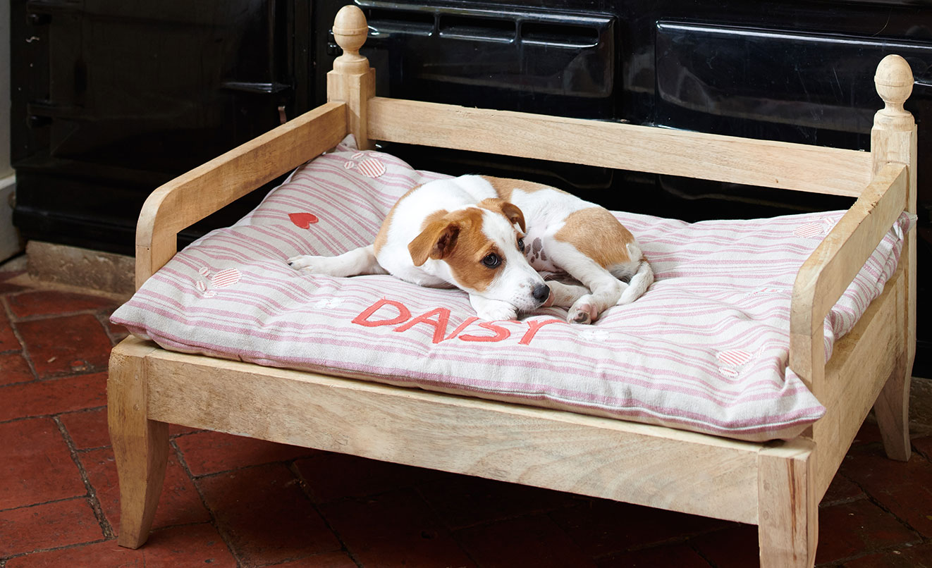 For Your Dog
