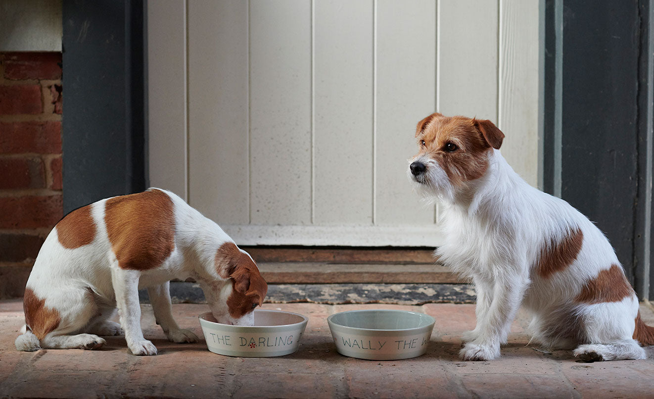 For Your Dog
