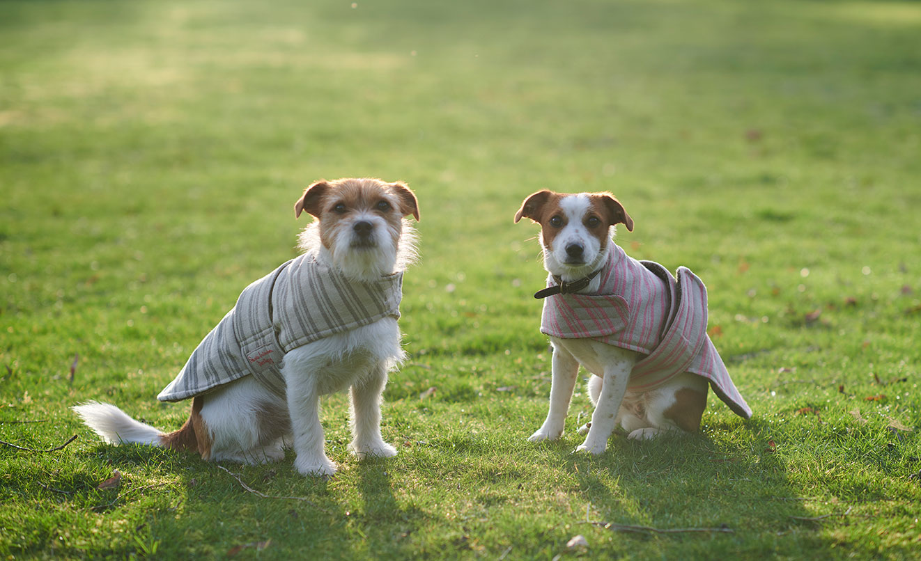 For Your Dog