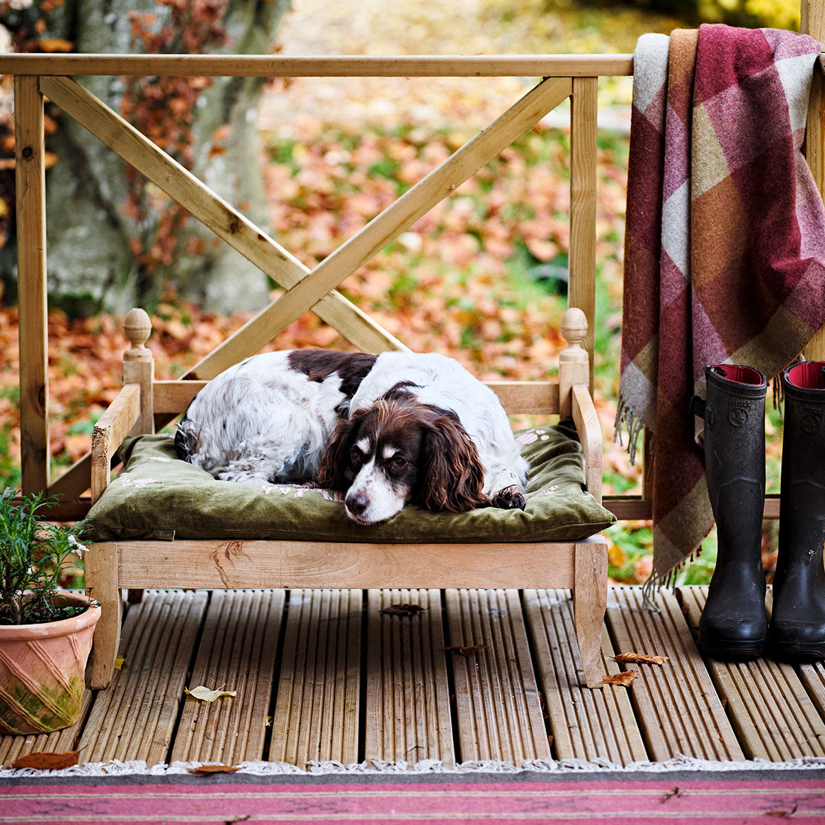 Green velvet dog bed hotsell