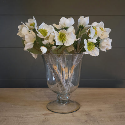 Hellebore Bunch