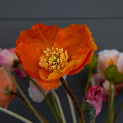 Mixed Poppy Bunch