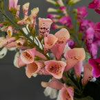 Foxglove Bunch FB32