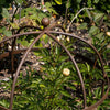 Wrought Iron Lobster Pot Plant Support