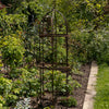 Wrought Iron Obelisk Plant Support