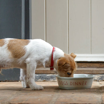 Dog&#x27;s Dinner Dog Bowl